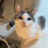 Profilbild von 猛獣CAT