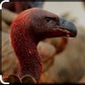 Profilbild von 🇻🇨|كِلينق|ـّٰ|🦅|kiling|🔻