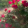 Laila Reign profil fotoğrafı