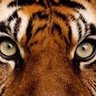 Profilbild von Eye of the Tiger