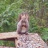 Profilbild von サカナの片鱗
