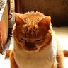 とらはなみーくー 的头像