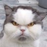 .'s profile picture