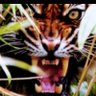 African tiger's profile picture