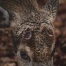 Belle profil fotoğrafı