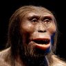 Primate 的头像