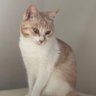 miHo@猫時々起業しました♡'s profile picture