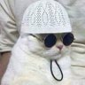 القط's profile picture