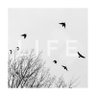 Фото профиля the flying