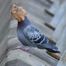 Pigeonyeah 的头像