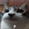 Robot Cat 🇨🇱 profil fotoğrafı