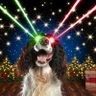 mydogbarks's profile picture