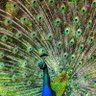 Фото профиля Zoohan