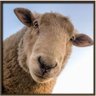 LEFT Sheep in the Big World 的头像