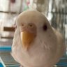 ❄️雪❄️セキセイインコを探しています。固定コメ's profile picture