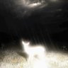Profilbild von ⋆ ˚｡⋆୨୧˚ bambi ˚୨୧⋆｡˚ ⋆