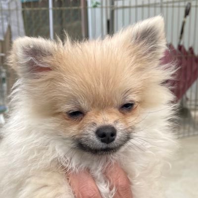 虚無顔のポメラニアン ちも's profile picture