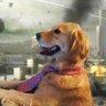 Xwitter Dog's profile picture