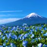Фото профиля 真喜屋はろ