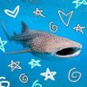 Profilbild von N0va_Shark