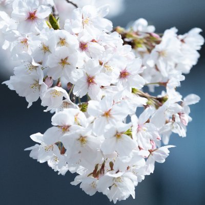 imari33_photo's profile picture