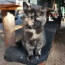 Eschylem profil fotoğrafı