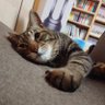 ゆた profil fotoğrafı