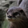 Фото профиля モッフ(ネコ科動物)