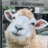 まぁちゃん profil fotoğrafı