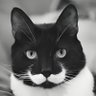 nunu profil fotoğrafı