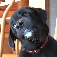 犬の「つき」's profile picture