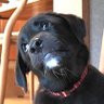 犬の「つき」's profile picture
