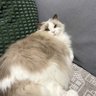 Profilbild von Sapi