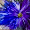 Фото профиля From Gods Garden