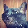 WernerXlii profil fotoğrafı