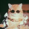 egg tart stan account profil fotoğrafı