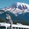 Profilbild von Zebra Bus