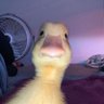 rizzduck's profile picture