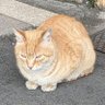 scars cat 的头像