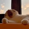 Phil Yang's profile picture