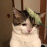 Profilbild von びぃいいいむ