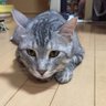 レオレオ profil fotoğrafı