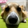 えりもな profil fotoğrafı