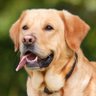 Doggy's profile picture