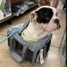 $WOOF - The aptos Dog | CTO 的头像
