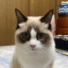 mamepapa 的头像
