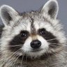 Profilbild von 퍼리 냠냠