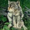 Фото профиля Tengri biz menen🐺