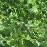 Green garden profil fotoğrafı