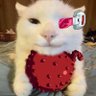 Jarth Beanis's profile picture